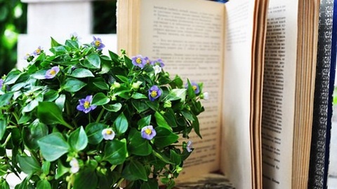 英语六级阅读练习：佛教