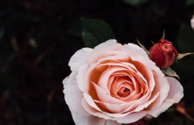 选择国内IB课程培训机构一定要谨慎！