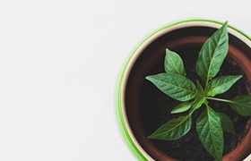 去新加坡留学有哪些优势呢？