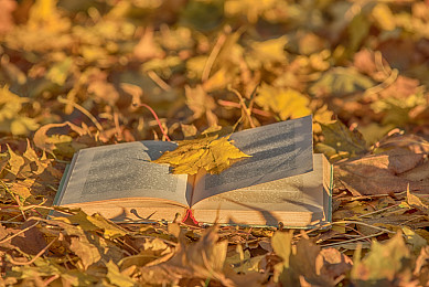 AEIS语法笔记：学好形容词与副词，这一篇足够啦！