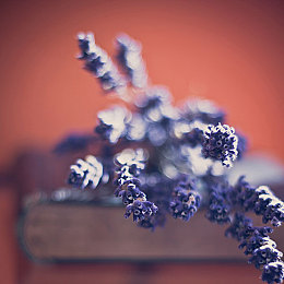 PTE培训：留澳，申请签证越来越难怎么办？