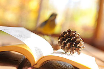 AEAS写作开头模板：观点类话题