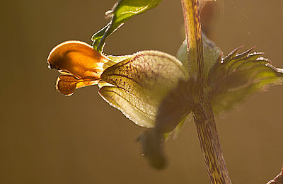 O-Level语法：定语从句省略关系词的情况