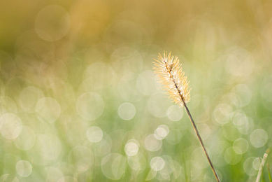 AEIS语法专题：“是否”含义之whether 和 if 的区别