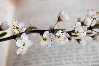 AEIS英语：朋友说你“open book”的时候，你该如何回答