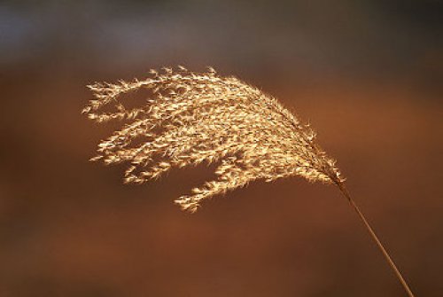 AEAS考试：重女轻男？澳著名私校为多招女生，可合法“性别歧视”！