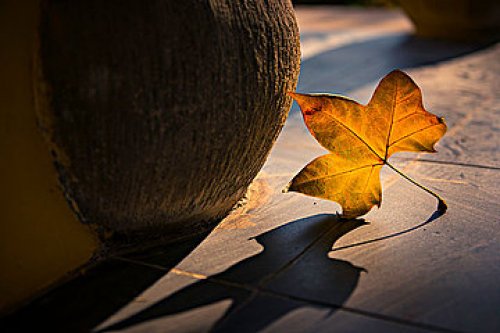 备考系列：AEIS每日高频词汇（四）