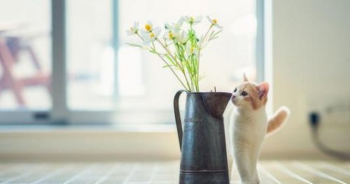 AEAS考试----语法考点,状语从句（下）